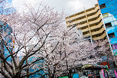 駒込駅前の桜,駒込,駅前,桜,さくら,ソメイヨシノ,豊島区,駒込駅,南口,ロータリー,バス停,blossom,spring,flower,japan