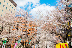 駒込駅前の桜,駒込,駅前,桜,さくら,ソメイヨシノ,豊島区,駒込駅,南口,ロータリー,バス停,blossom,spring,flower,japan