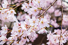 枝垂れ桜,枝垂桜,しだれ桜,さくら,桜,花,花弁,花びら,枝,フラワー,春,spring,flower,満開,咲く,blossom,japan