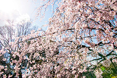 六義園のしだれ桜,六義園,東京都,文京区,庭園,日本庭園,枝垂桜,しだれ桜,さくら,桜,花,フラワー,春,spring,tokyo,flower,庭,名所,満開,咲く,blossom,japan