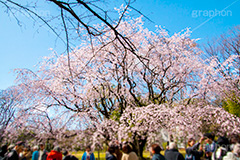 六義園のしだれ桜,六義園,東京都,文京区,庭園,日本庭園,枝垂桜,しだれ桜,さくら,桜,花,フラワー,春,spring,tokyo,flower,庭,名所,満開,咲く,blossom,japan,青空