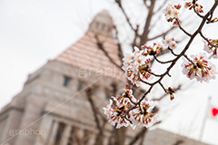 国会議事堂と桜,さくら,桜,開花,つぼみ,春,フラワー,国会議事堂,国会,中枢,国,国家,日本,japan,spring,flower,政治,政治家,議員,議会,霞が関,politics,government,政権,権力,選挙,デモ,シンボル,symbol,帝国,参議院,衆議院,永田町,ソメイヨシノ,blossom,tokyo