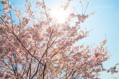 桜と青空,さくら,桜,春,フラワー,青空,japan,spring,flower,花見,満開,空,blossom