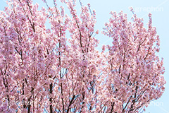 桜と青空,さくら,桜,春,フラワー,青空,japan,spring,flower,花見,満開,空,blossom