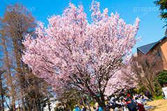 碑文谷公園の桜,碑文谷,公園,さくら,桜,春,フラワー,学芸大学,japan,spring,flower,park,花見,満開,目黒区,blossom,青空