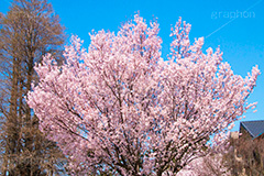 碑文谷公園の桜,碑文谷,公園,さくら,桜,春,フラワー,学芸大学,japan,spring,flower,park,花見,満開,目黒区,blossom,青空