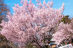 碑文谷公園の桜,碑文谷,公園,さくら,桜,春,フラワー,学芸大学,japan,spring,flower,park,花見,満開,目黒区,blossom,青空