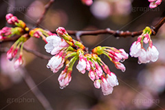 桜のつぼみと雨粒,つぼみ,雨粒,あめ,雨,水滴,開花,さくら,桜,春,フラワー,枝,ソメイヨシノ,blossom,japan,spring,flower