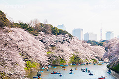 牛ヶ淵の桜,武道館,九段下,牛ヶ淵,桜,ソメイヨシノ,さくら,サクラ,桜まつり,花見,お花見,花,お花,フラワー,はな,flower,綺麗,きれい,キレイ,満開,咲,祭り,まつり,春,千代田区,blossom,japan,spring