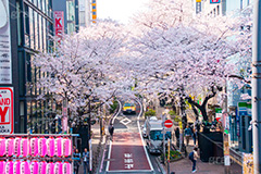 桜ヶ丘の桜,桜ヶ丘,渋谷,しぶや,坂,渋谷の桜,桜,ソメイヨシノ,そめいよしの,さくら,サクラ,桜まつり,花見,お花見,花,お花,フラワー,はな,flower,綺麗,きれい,キレイ,満開,咲,春,shibuya,blossom,japan,spring