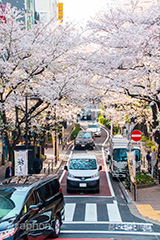 桜ヶ丘の桜,桜ヶ丘,渋谷,しぶや,坂,渋谷の桜,桜,ソメイヨシノ,そめいよしの,さくら,サクラ,桜まつり,花見,お花見,花,お花,フラワー,はな,flower,綺麗,きれい,キレイ,満開,咲,春,shibuya,blossom,japan,spring