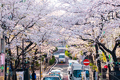 桜ヶ丘の桜,桜ヶ丘,渋谷,しぶや,坂,渋谷の桜,桜,ソメイヨシノ,そめいよしの,さくら,サクラ,桜まつり,花見,お花見,花,お花,フラワー,はな,flower,綺麗,きれい,キレイ,満開,咲,春,shibuya,blossom,japan,spring