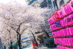 桜ヶ丘の桜,桜ヶ丘,渋谷,しぶや,坂,渋谷の桜,桜,ソメイヨシノ,そめいよしの,さくら,サクラ,桜まつり,花見,お花見,花,お花,フラワー,はな,flower,綺麗,きれい,キレイ,満開,咲,春,shibuya,blossom,japan,spring