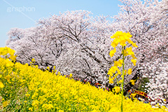 熊谷桜堤の桜,熊谷桜堤,熊谷,埼玉,荒川,堤防,名所,桜,ソメイヨシノ,そめいよしの,さくら,サクラ,菜の花,菜の花畑,桜まつり,花見,お花見,花,お花,フラワー,はな,flower,綺麗,きれい,キレイ,満開,咲,春,blossom,japan,spring,黄色,アブラナ,あぶらな,アブラナ科,セイヨウアブラナ,青空