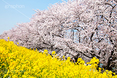 熊谷桜堤の桜,熊谷桜堤,熊谷,埼玉,荒川,堤防,名所,桜,ソメイヨシノ,そめいよしの,さくら,サクラ,菜の花,菜の花畑,桜まつり,花見,お花見,花,お花,フラワー,はな,flower,綺麗,きれい,キレイ,満開,咲,春,blossom,japan,spring,黄色,アブラナ,あぶらな,アブラナ科,セイヨウアブラナ,青空