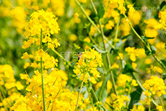 菜の花にミツバチ,ミツバチ,みつばち,蜜蜂,ハチ,蜂,昆虫,受粉,花粉,菜の花,なのはな,菜の花畑,菜,花,お花,フラワー,はな,花畑,キレイ,きれい,綺麗,満開,咲,咲いた,さいた,黄色,アブラナ,あぶらな,アブラナ科,セイヨウアブラナ,春,spring,flower