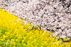 桜と菜の花,熊谷桜堤の桜,熊谷桜堤,熊谷,埼玉,荒川,堤防,名所,桜,ソメイヨシノ,そめいよしの,さくら,サクラ,菜の花,菜の花畑,桜まつり,花見,お花見,花,お花,フラワー,はな,綺麗,きれい,キレイ,満開,咲,春,黄色,アブラナ,あぶらな,アブラナ科,セイヨウアブラナ,flower,blossom,japan,spring