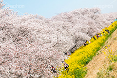 熊谷桜堤の桜,熊谷桜堤,熊谷,埼玉,荒川,堤防,名所,桜,ソメイヨシノ,そめいよしの,さくら,サクラ,菜の花,菜の花畑,桜まつり,花見,お花見,花,お花,フラワー,はな,flower,綺麗,きれい,キレイ,満開,咲,春,blossom,japan,spring,黄色,アブラナ,あぶらな,アブラナ科,セイヨウアブラナ,青空