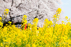 桜と菜の花,熊谷桜堤の桜,熊谷桜堤,熊谷,埼玉,荒川,堤防,名所,桜,ソメイヨシノ,そめいよしの,さくら,サクラ,菜の花,菜の花畑,桜まつり,花見,お花見,花,お花,フラワー,はな,綺麗,きれい,キレイ,満開,咲,春,黄色,アブラナ,あぶらな,アブラナ科,セイヨウアブラナ,flower,blossom,japan,spring