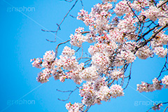 桜と青空,さくら,桜,春,フラワー,青空,花見,満開,空,blossom,japan,spring,flower