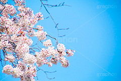 桜と青空,さくら,桜,春,フラワー,青空,花見,満開,空,blossom,japan,spring,flower