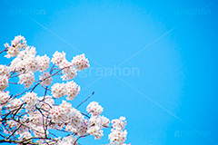 桜と青空,さくら,桜,春,フラワー,青空,花見,満開,空,blossom,japan,spring,flower