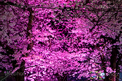 都立大学の桜のライトアップ,都立大学,呑川緑道,世田谷区,ライトアップ,夜景,夜桜,桜,さくら,サクラ,桜まつり,花見,お花見,花,お花,フラワー,はな,綺麗,きれい,キレイ,満開,咲,春,blossom,japan,spring,flower