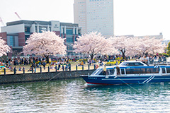 みなとみらいの桜,桜,さくら,サクラ,花見,お花見,花,お花,フラワー,はな,flower,春,blossom,japan,spring,みなとみらい,横浜,よこはま,ヨコハマ,神奈川県,ベイサイド,船,遊覧船