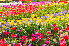 チューリップ畑,チューリップ,ちゅーりっぷ,花,お花,フラワー,はな,花畑,キレイ,きれい,綺麗,満開,咲,咲いた,さいた,春,花壇,tulip,spring,flower