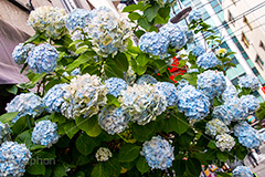 梅雨の秋葉原,梅雨,秋葉原,つゆ,あじさい,アジサイ,紫陽花,花,ホンアジサイ,季語,フラワー,flower,6月,電気街,千代田区