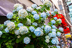 梅雨の秋葉原,梅雨,秋葉原,つゆ,あじさい,アジサイ,紫陽花,花,ホンアジサイ,季語,フラワー,flower,6月,電気街,千代田区