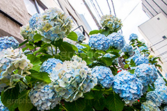 梅雨の秋葉原,梅雨,秋葉原,つゆ,あじさい,アジサイ,紫陽花,花,ホンアジサイ,季語,フラワー,flower,6月,電気街,千代田区