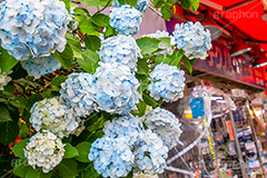 梅雨の秋葉原,梅雨,秋葉原,つゆ,あじさい,アジサイ,紫陽花,花,ホンアジサイ,季語,フラワー,flower,6月,電気街,千代田区