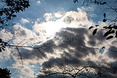 曇り空,空,曇り,くもり,雲,怪しい,天気,天気悪い,雲行き,グレー,灰色,雨降りそう,そら,空/天気,梅雨,空/雲,木々,シルエット,sky,フルサイズ撮影