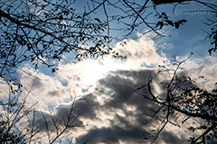 曇り空,空,曇り,くもり,雲,怪しい,天気,天気悪い,雲行き,グレー,灰色,雨降りそう,そら,空/天気,梅雨,空/雲,木々,シルエット,sky,フルサイズ撮影