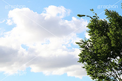 青空,空,晴,雲,お天気,空/天気,空/雲