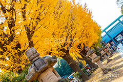 靖国神社の紅葉,千代田区,九段下,靖国神社,秋,紅葉,autumn,イチョウ,いちょう,銀杏,並木,黄色,イチョウのじゅうたん,灯篭,鳥居