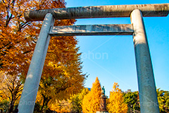 靖国神社の紅葉,千代田区,九段下,靖国神社,秋,紅葉,autumn,イチョウ,いちょう,銀杏,並木,黄色,鳥居