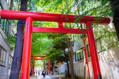 花園神社,神社,参拝,お参り,新宿,新宿区,郷社,倉稲魂命,日本武尊,受持神,徳川家康,文化財,芸能,都心,都会,鳥居,shrine,japan,フルサイズ撮影