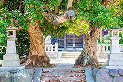 八坂大神,神社,参拝,神奈川,鎌倉,荒,草木,灯篭