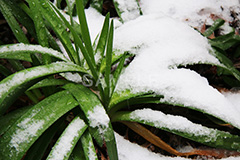 雪,ゆき,積,植物,草,冬,snow,winter