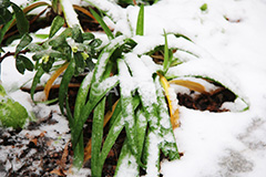 雪,ゆき,積,植物,草,冬,snow,winter