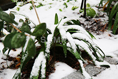 雪,ゆき,積,植物,草,冬,snow,winter