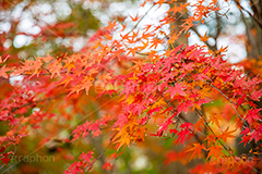 真っ赤なモミジ,もみじ,真っ赤,色づく,紅葉,自然,植物,木々,秋,赤,季語,草木,japan,autumn,フルサイズ撮影