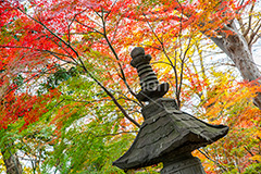 浄真寺の紅葉,浄真寺,九品仏浄真寺,九品仏,奥沢,自由が丘,阿弥陀如来像,寺,文化財,指定文化財,お面かぶり,世田谷区,temple,japan,もみじ,真っ赤,色づく,紅葉,自然,植物,木々,秋,季語,草木,japan,autumn,フルサイズ撮影