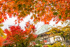 浄真寺の紅葉,浄真寺,九品仏浄真寺,九品仏,奥沢,自由が丘,阿弥陀如来像,寺,文化財,指定文化財,お面かぶり,世田谷区,temple,japan,もみじ,真っ赤,色づく,紅葉,自然,植物,木々,秋,季語,草木,japan,autumn,フルサイズ撮影