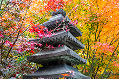 浄真寺の紅葉,浄真寺,九品仏浄真寺,九品仏,奥沢,自由が丘,阿弥陀如来像,寺,文化財,指定文化財,お面かぶり,世田谷区,temple,japan,もみじ,真っ赤,色づく,紅葉,自然,植物,木々,秋,季語,草木,japan,autumn,フルサイズ撮影