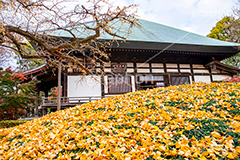 浄真寺の紅葉,浄真寺,九品仏浄真寺,九品仏,奥沢,自由が丘,阿弥陀如来像,寺,文化財,指定文化財,お面かぶり,世田谷区,temple,japan,もみじ,真っ赤,色づく,紅葉,自然,植物,木々,秋,季語,草木,japan,autumn,落ち葉,イチョウ,銀杏,フルサイズ撮影