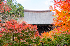 浄真寺の紅葉,浄真寺,九品仏浄真寺,九品仏,奥沢,自由が丘,阿弥陀如来像,寺,文化財,指定文化財,お面かぶり,世田谷区,temple,japan,もみじ,真っ赤,色づく,紅葉,自然,植物,木々,秋,季語,草木,japan,autumn,フルサイズ撮影