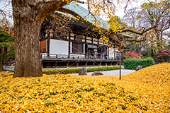 浄真寺の紅葉,浄真寺,九品仏浄真寺,九品仏,奥沢,自由が丘,阿弥陀如来像,寺,文化財,指定文化財,お面かぶり,世田谷区,temple,japan,もみじ,真っ赤,色づく,紅葉,自然,植物,木々,秋,季語,草木,japan,autumn,落ち葉,イチョウ,銀杏,フルサイズ撮影